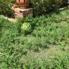 Отель Pousada Rancho das Dunas, фото 5