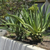 Отель Tropical Gardens - Suites and Apartments, фото 1