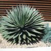 Отель Agave Inn, фото 18