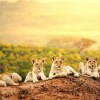 Отель Simba & Oryx Nature Camp, фото 6