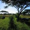 Отель Mapito Tented Camp, фото 12