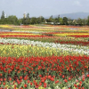 Отель Kuwana Park Hotel, фото 7