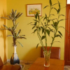 Отель Hostal Las Palmeras, фото 16