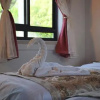 Отель Mango Holiday Rooms, фото 3
