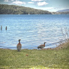Отель Amazing Cabin on the Shore of Lake Moreno H58 by Apartments Bariloche, фото 22