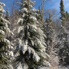 Отель Woodland Lodging, фото 15