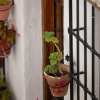 Отель Olive & Ivy Guest House, фото 16