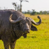 Отель Ol Pejeta Mansion, фото 4