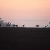 Отель Chobe Safari Lodge, фото 4