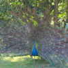 Отель Pousada Fazenda das Videiras, фото 12
