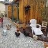 Отель Silly Chickens Lodge B&B, фото 14