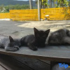 Отель GAR'S Cat Nest Homestay, фото 5