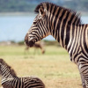 Отель Eagle Waters Wildlife Resort, фото 22