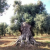 Отель Stunning Room in Ancient Masseria Near the sea in a Quiet Olive Trees, фото 20