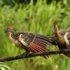 Отель Tambopata Lodge, фото 13