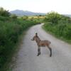 Отель Agriturismo Fienile del Canalone, фото 9