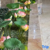 Отель Tiantai Xilandeng Hotel, фото 1