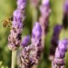 Отель Lavender Farm Guest House, фото 15