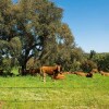 Отель Country Mansion in Montemor-o-novo Alentejo With Shared Pool, фото 35