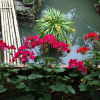 Отель Stone Garden Homestay, фото 5