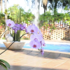 Отель Vila Romana Park Hotel, фото 15