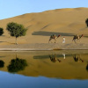 Отель Welcomhotel by ITC Hotels, Fort & Dunes Khimsar, фото 20
