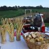 Отель Agriturismo Alba Del Borgo, фото 12