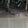 Отель Lirio Lodge, фото 15
