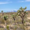 Отель The Bungalows by Homestead Modern at The Joshua Tree Retreat Center, фото 34