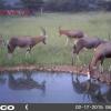 Отель Boschfontein Guest Farm, фото 2