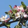 Отель Ferienwohnung Rudis Obstgarten, фото 10