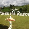 Отель Foresta Hill Resort, фото 12