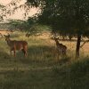 Отель Fort Barli, фото 13