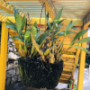 Отель Saigonese Trekking House - Hostel, фото 49