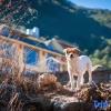 Отель Lugu Lake Yishui Yunman Hotel, фото 10