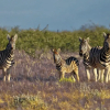 Отель Etosha Mountain Lodge, фото 16