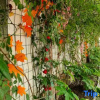 Отель Hailuogou Heyue Garden Hotel, фото 21