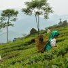 Отель Goomtee Tea Garden Retreat, фото 8