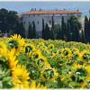 Отель Castello Di Casigliano Country Inn, фото 11