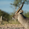 Отель Safarihoek Lodge, фото 32