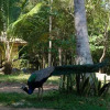 Отель Jaluwella-Garden, фото 32