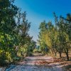 Отель Tur Sinai Organic Farm Resort, фото 12