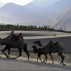 Отель TIH Nubra Escapes Camp, фото 6