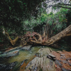 Отель Bamboo Creek Resort, фото 8