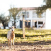 Отель Granja da Cabrita, фото 32