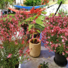 Отель Lemon House Cunda, фото 8