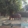 Отель Mwinilunga Safaris, фото 10