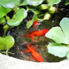 Отель Jeonju Ddlanche Bongwan Pension, фото 22