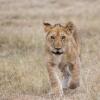 Отель Losokwan Luxury Tented Camp - Maasai Mara, фото 28