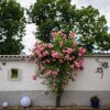 Отель Hotel-Pension am Rosarium, фото 7